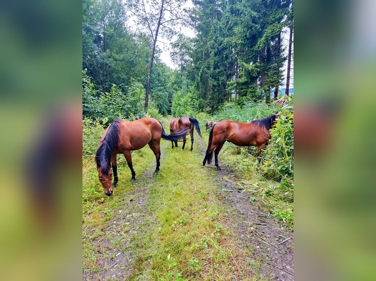 American Quarter Horse Gelding 15 years 14,2 hh Brown-Light in St. Stefan