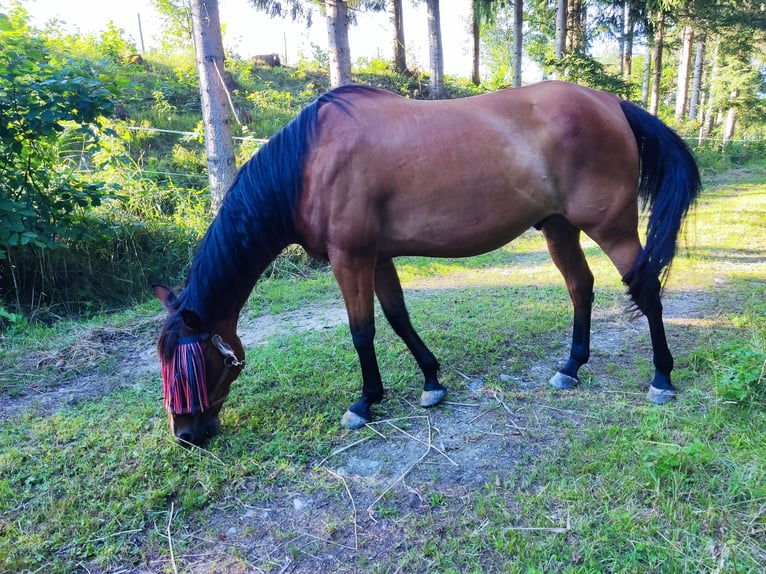 American Quarter Horse Gelding 15 years 14,2 hh Brown-Light in St. Stefan