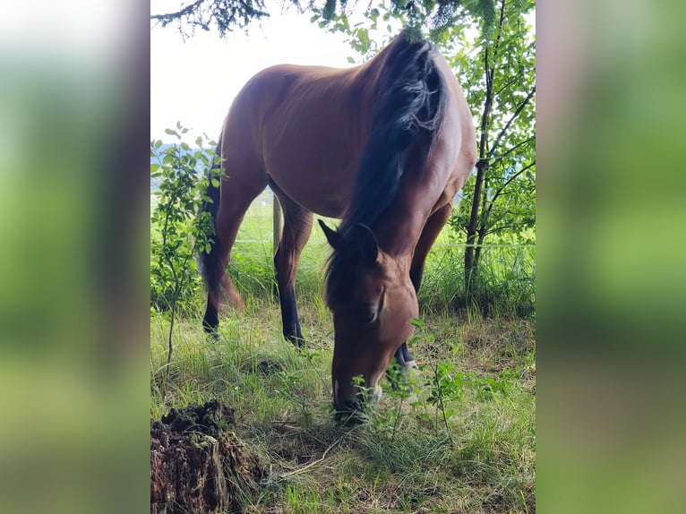 American Quarter Horse Gelding 15 years 14,2 hh Brown-Light in St. Stefan