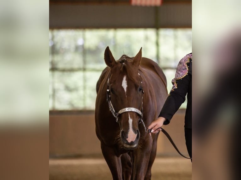 American Quarter Horse Gelding 15 years 14,2 hh Chestnut-Red in Pansdorf, Holstein