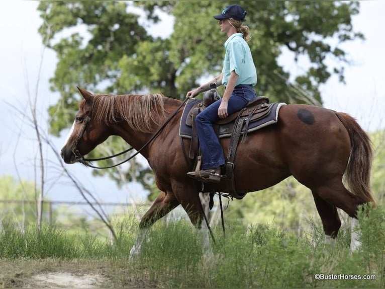 American Quarter Horse Gelding 15 years 14,2 hh Chestnut in Weatherford TX