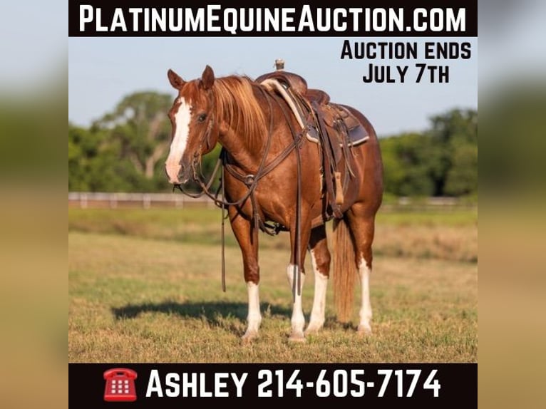 American Quarter Horse Gelding 15 years 14,2 hh Chestnut in Weatherford TX