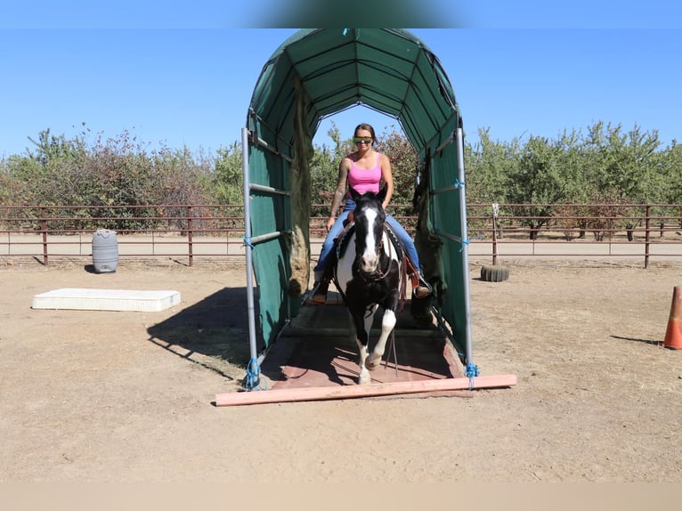 American Quarter Horse Gelding 15 years 14,2 hh Tobiano-all-colors in Pleasant Grove CA