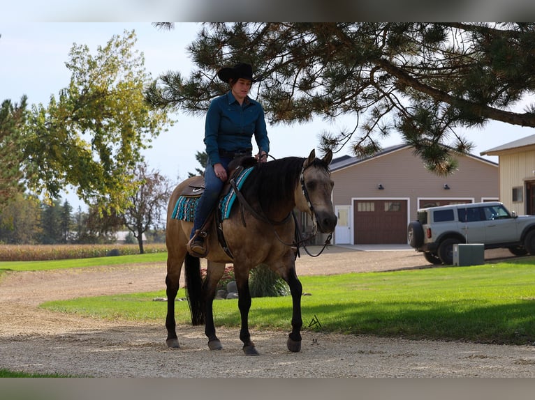 American Quarter Horse Gelding 15 years 14,3 hh Buckskin in Cottage Grove, MN