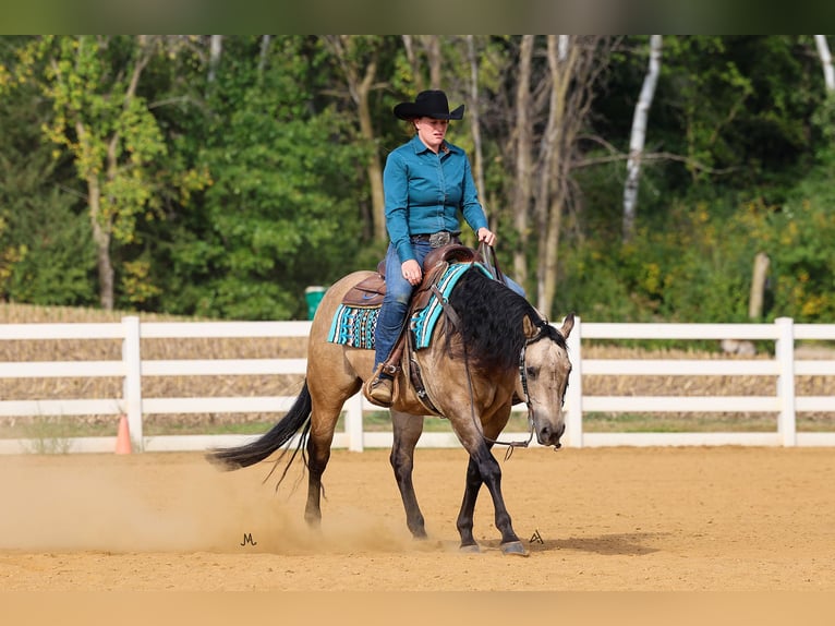 American Quarter Horse Gelding 15 years 14,3 hh Buckskin in Cottage Grove, MN