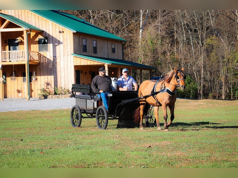 American Quarter Horse Gelding 15 years 14,3 hh Buckskin in Flemingsburg kY