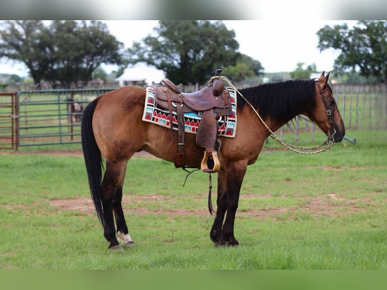 American Quarter Horse Gelding 15 years 14,3 hh Buckskin in LIpan TX