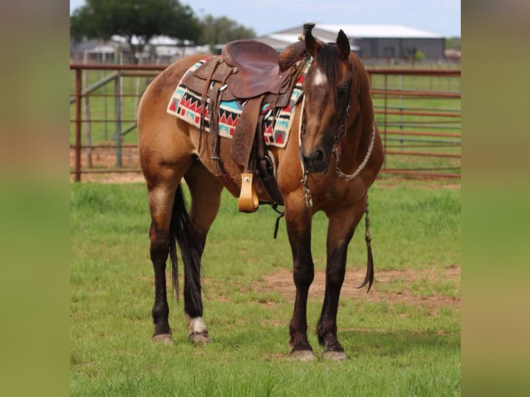 American Quarter Horse Gelding 15 years 14,3 hh Buckskin in LIpan TX