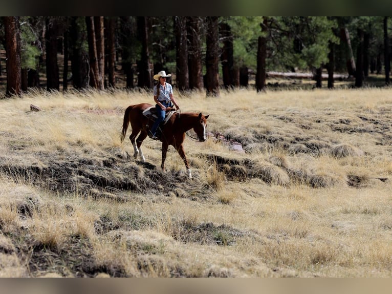 American Quarter Horse Gelding 15 years 14,3 hh Chestnut in Cottonwood AZ
