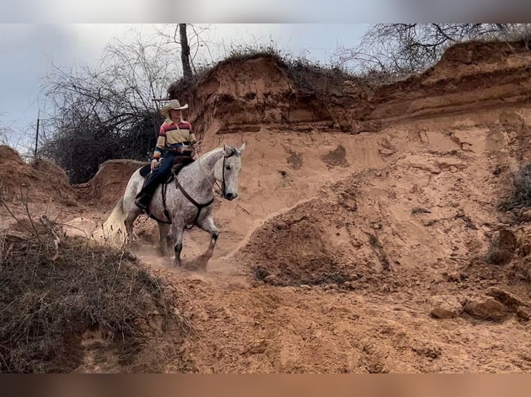 American Quarter Horse Gelding 15 years 14,3 hh Gray in Ravenna TX