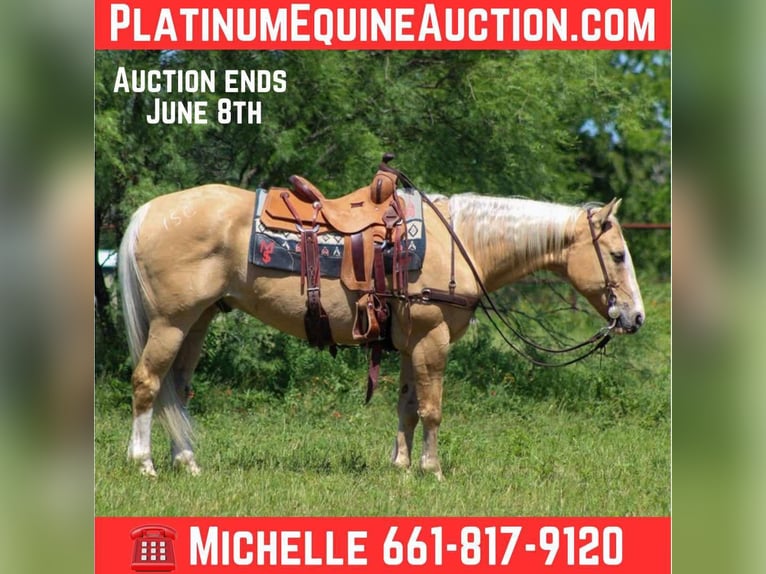 American Quarter Horse Gelding 15 years 14,3 hh Palomino in Stephenville TX