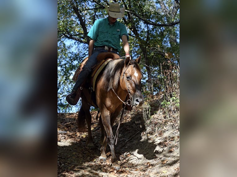 American Quarter Horse Gelding 15 years 14,3 hh Red Dun in Quitman AR