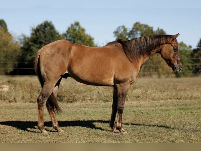 American Quarter Horse Gelding 15 years 14,3 hh Red Dun in Quitman AR