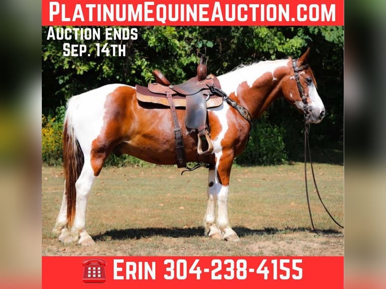 American Quarter Horse Gelding 15 years 14,3 hh Tobiano-all-colors in Flemingsburg KY