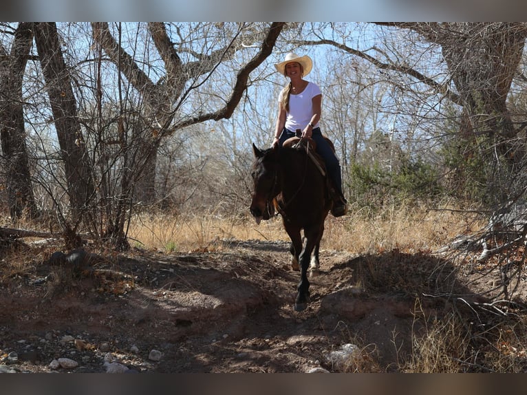 American Quarter Horse Gelding 15 years 15.1 hh Bay in Camp Verde AZ