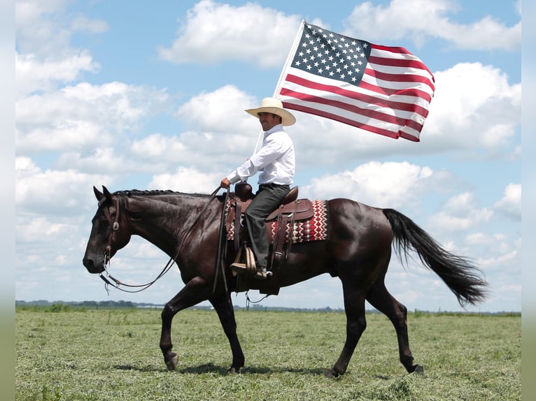 American Quarter Horse Gelding 15 years 15,1 hh Black in Fairbanks ia