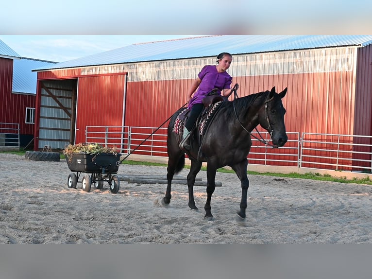 American Quarter Horse Gelding 15 years 15,1 hh Black in Fairbanks ia