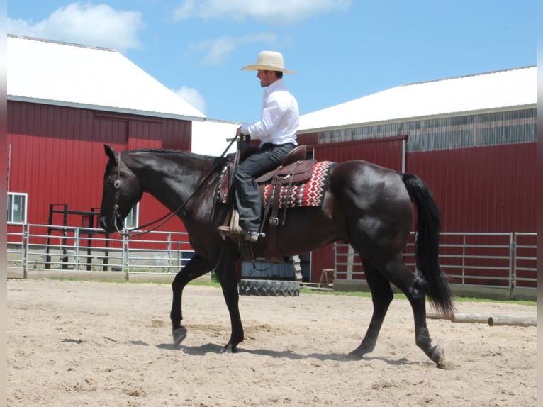 American Quarter Horse Gelding 15 years 15,1 hh Black in Fairbanks ia