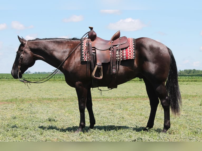 American Quarter Horse Gelding 15 years 15,1 hh Black in Fairbanks ia