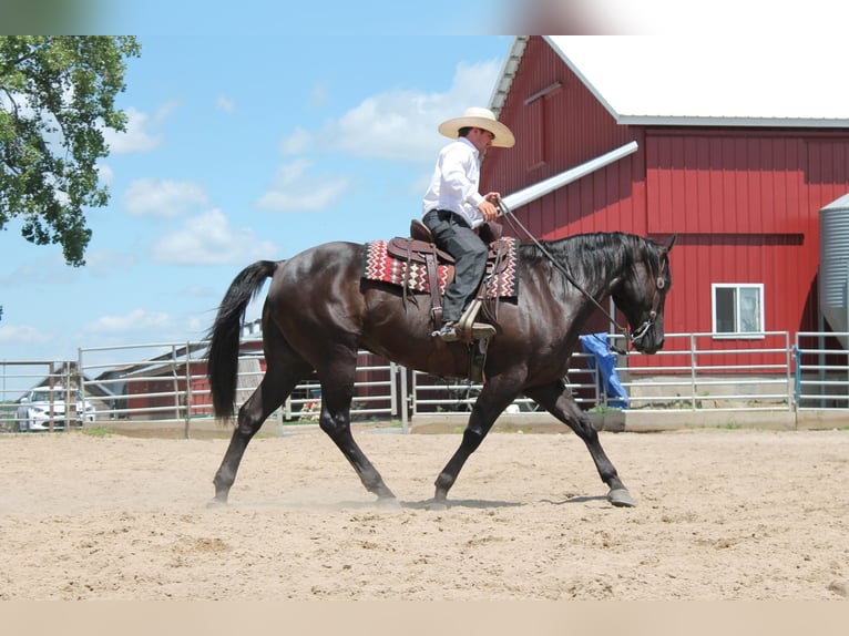 American Quarter Horse Gelding 15 years 15,1 hh Black in Fairbanks ia