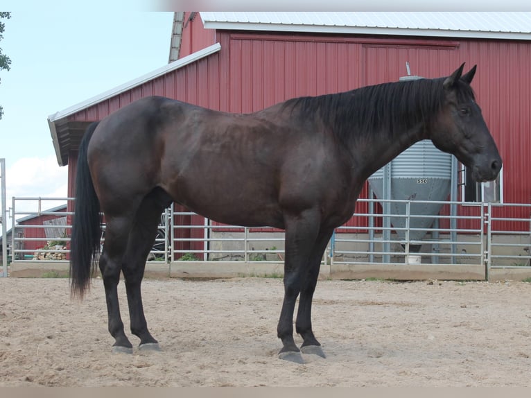 American Quarter Horse Gelding 15 years 15,1 hh Black in Fairbanks ia