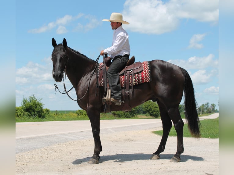 American Quarter Horse Gelding 15 years 15,1 hh Black in Fairbanks ia