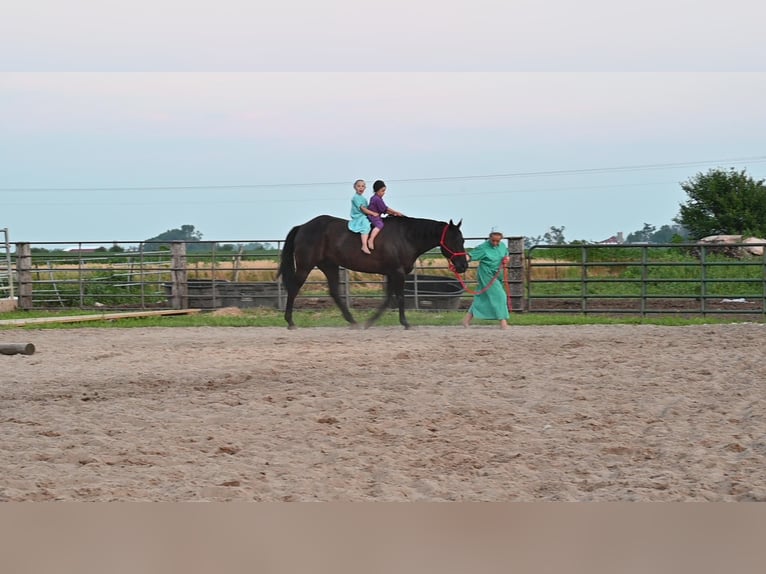 American Quarter Horse Gelding 15 years 15,1 hh Black in Fairbanks ia