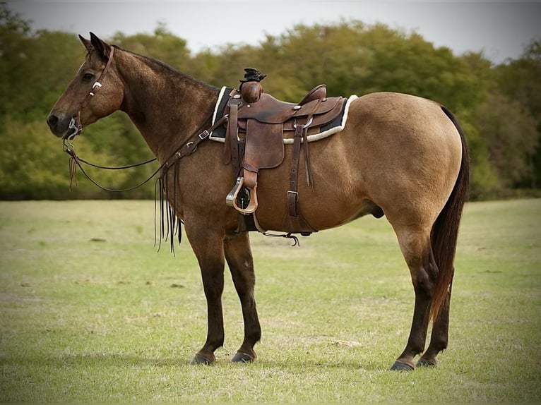 American Quarter Horse Gelding 15 years 15,1 hh Buckskin in Weatherford, TX
