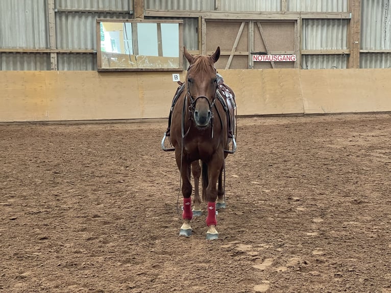 American Quarter Horse Gelding 15 years 15,1 hh Chestnut-Red in Heltersberg