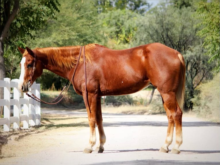 American Quarter Horse Gelding 15 years 15.1 hh Chestnut in Camp Verde AZ