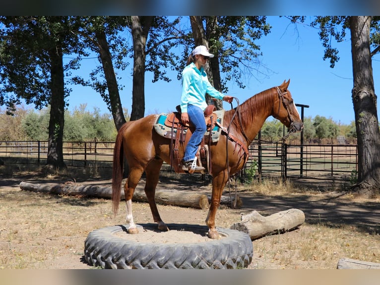 American Quarter Horse Gelding 15 years 15.1 hh Chestnut in Pleasant Grove CA
