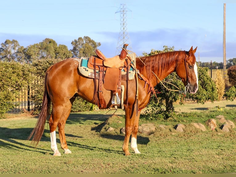 American Quarter Horse Gelding 15 years 15.1 hh Chestnut in Pleasant Grove CA