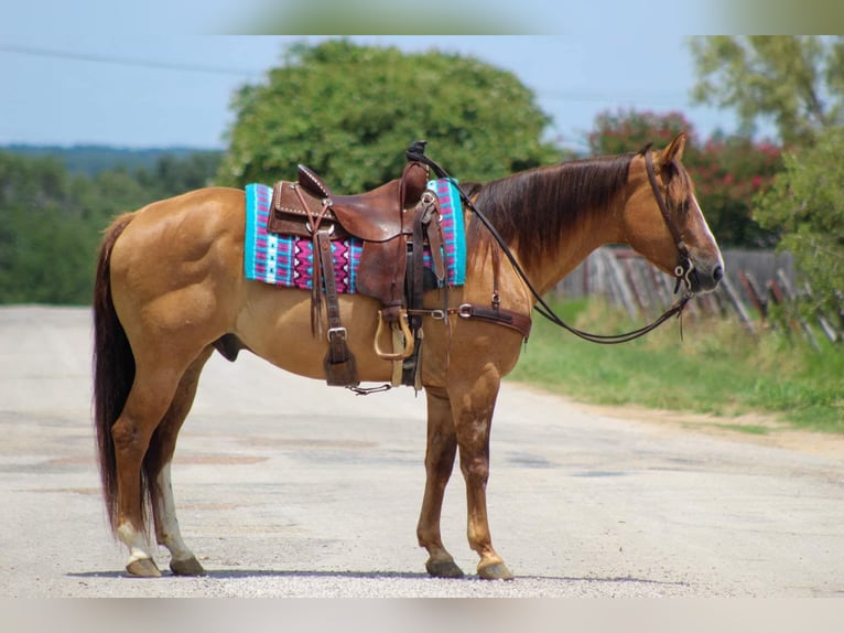 American Quarter Horse Gelding 15 years 15,1 hh Dun in Stephensville TX