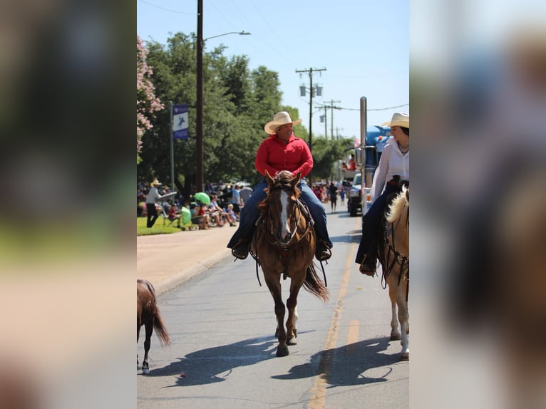 American Quarter Horse Gelding 15 years 15,1 hh Dun in Stephensville TX