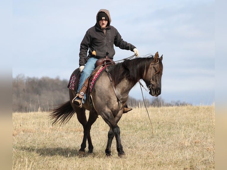 American Quarter Horse Gelding 15 years 15,1 hh Grullo in Whitley City KY