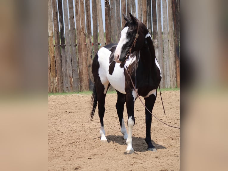 American Quarter Horse Gelding 15 years 15,1 hh Overo-all-colors in Morgan Mill TX