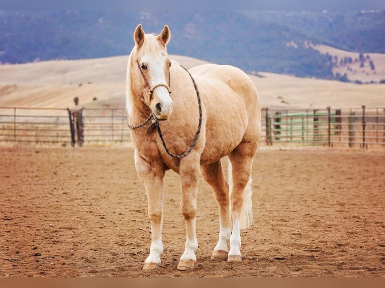 American Quarter Horse Gelding 15 years 15.1 hh Palomino in Winston