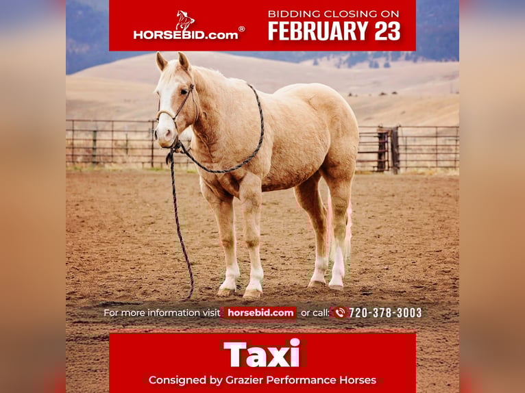 American Quarter Horse Gelding 15 years 15.1 hh Palomino in Winston