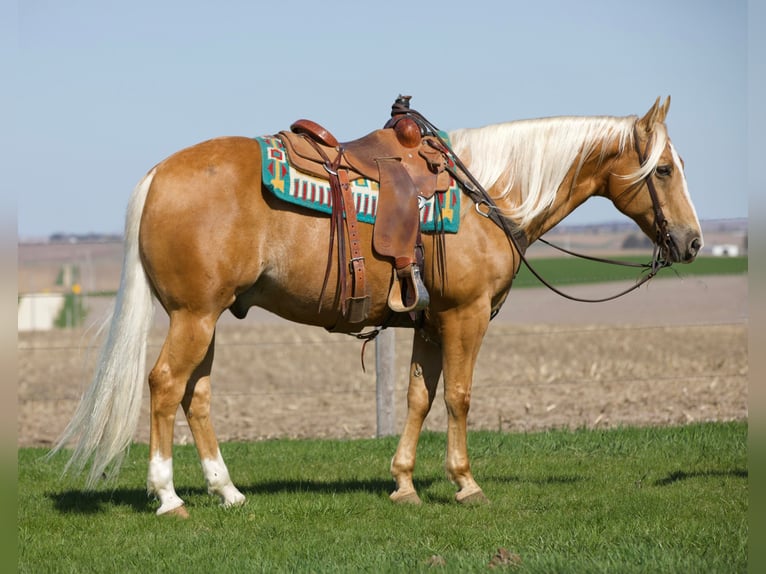 American Quarter Horse Gelding 15 years 15,1 hh Palomino in Bernard IA