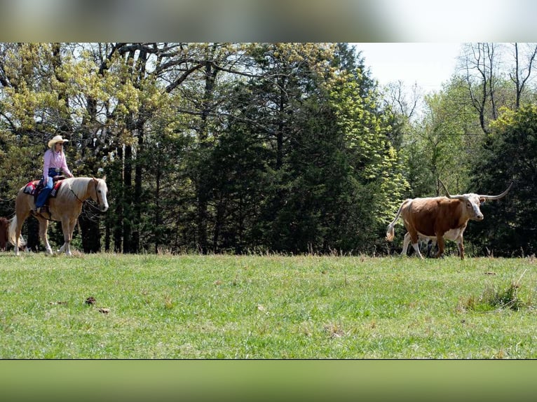 American Quarter Horse Gelding 15 years 15.1 hh Palomino in Quitman AR