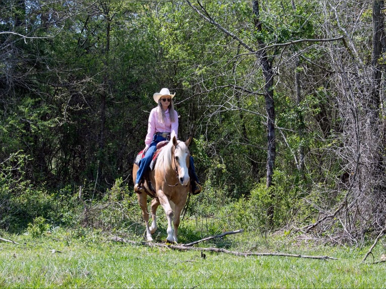 American Quarter Horse Gelding 15 years 15.1 hh Palomino in Quitman AR