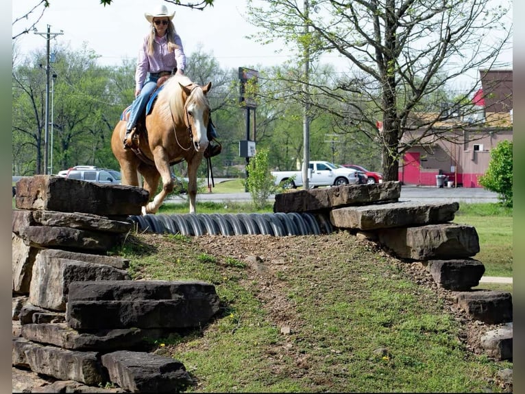 American Quarter Horse Gelding 15 years 15.1 hh Palomino in Quitman AR