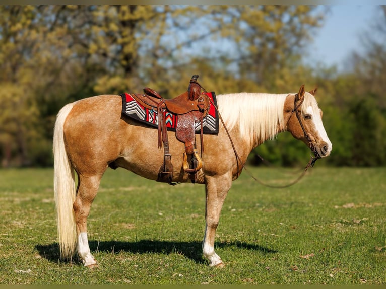 American Quarter Horse Gelding 15 years 15.1 hh Palomino in Quitman AR