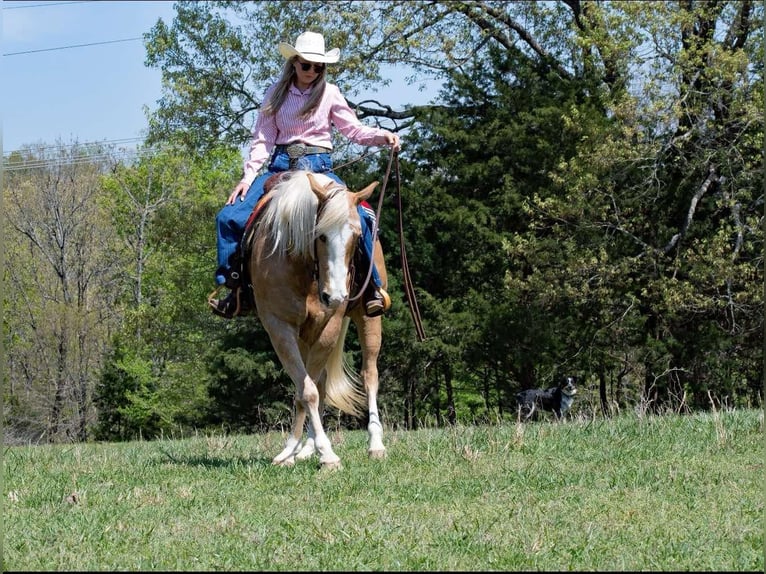 American Quarter Horse Gelding 15 years 15.1 hh Palomino in Quitman AR