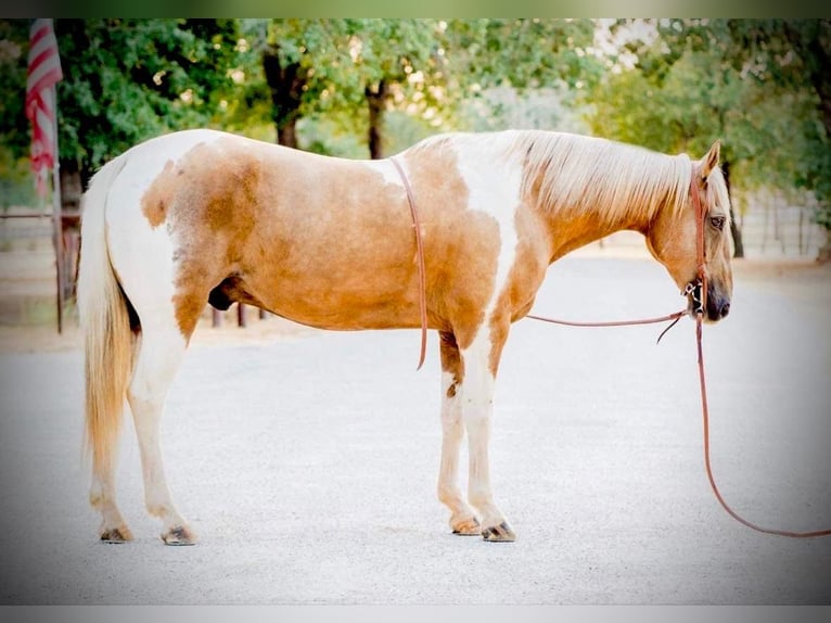 American Quarter Horse Gelding 15 years 15,1 hh Palomino in Weatherford, TX