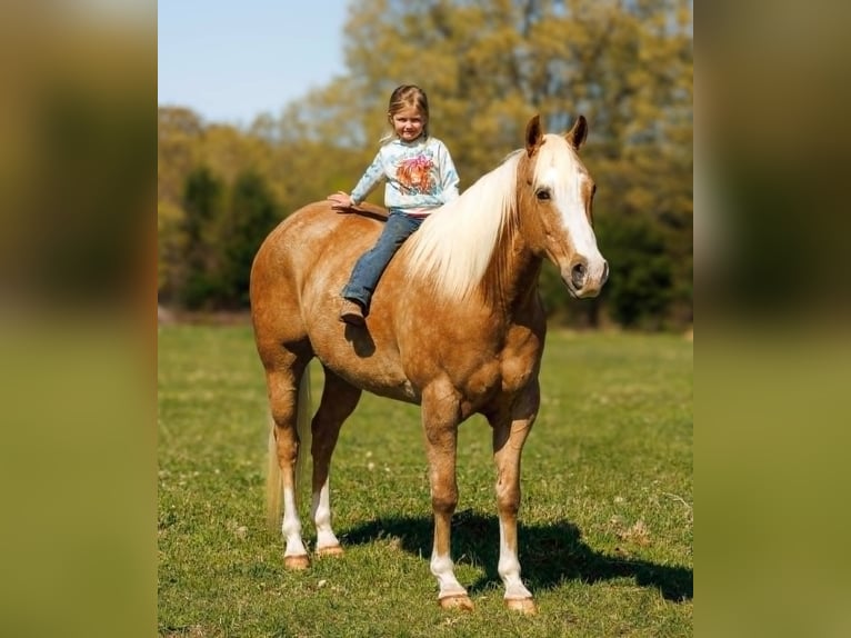 American Quarter Horse Gelding 15 years 15,1 hh Palomino in Winston MT