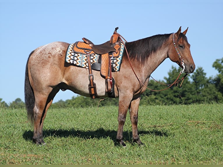 American Quarter Horse Gelding 15 years 15,1 hh Roan-Bay in Brodhead Ky