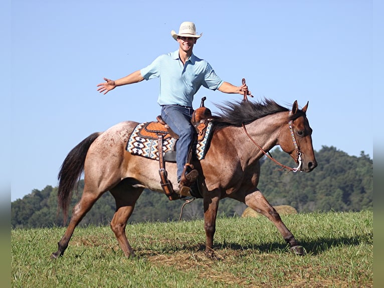 American Quarter Horse Gelding 15 years 15,1 hh Roan-Bay in Brodhead Ky