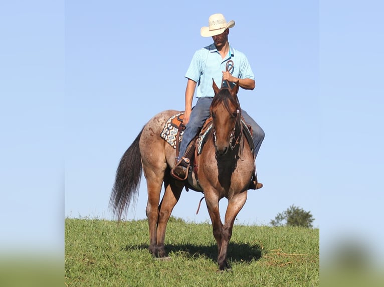 American Quarter Horse Gelding 15 years 15,1 hh Roan-Bay in Brodhead Ky