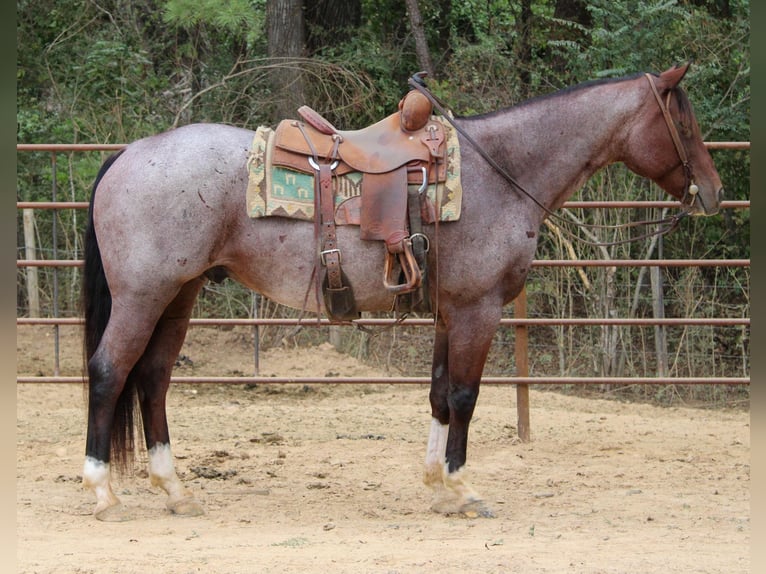 American Quarter Horse Gelding 15 years 15,1 hh Roan-Bay in Rusk TX